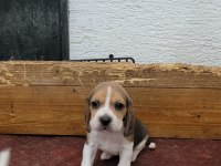 Beagle yavrularımız ırk garantilidir