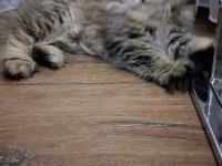 2.5 aylık dişi british longhair