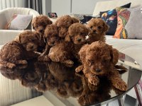Teslime Hazır Poodle Bebekler