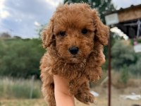 Tuvalet Eğitimli Maltipoo Bebekler