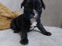 Fransız Bulldog yavrular