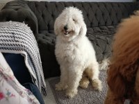 1 yaşında erkek standart poodle ücretsiz