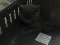 Çok uysal 3 aylık british shorthair