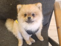 2 Yaşındaki Pomeranian Boo Oğlumuzu Veriyoruz