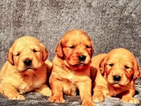 Golden retriever Yavrularımız