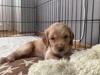 45 günlük ingiliz cocker izmir menemen