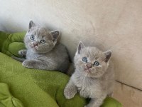 British Shorthair Kediler
