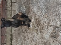 Yavru malinois köpekler