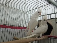 Albino takım sultan papağanı erkeği konuşur