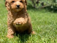Teddy surat Kore kan Maltipoo yavrularımız