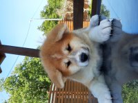 JAPON AKİTA INU YAVRULARİ İSTANBUL 