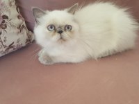 İri Göz İran Kedisi