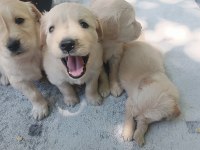 Çok güzel golden retriever bebekler