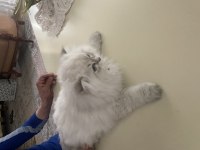 Acil vereceğim british longhair