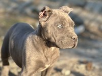 A Kalite Cane Corso