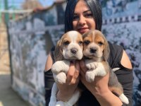 Elizabet dişi beagle yavrularım