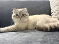 Erkek Scottish Fold Kedisi