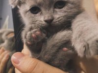 Güzel scottish fold yavrular sıcak yuvasına gitmeye hazır