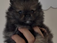 Pomeranian Boo Orjinal Ayı Surat Sable Wolf