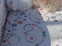 Hollanda Teddy Lop tavşan yavruları