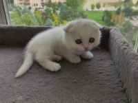 Yavru cins kedi uygun puanlı