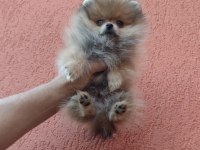 3 Aylık Dünyalar Tatlısı Pomeranian Boo