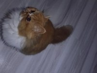 İRAN KEDİSİ 5 AYLIK