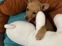 4 aylık pinscher