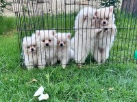 A kalite pomeranian boo