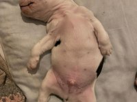 1 ERKEK VE 1 DİŞİ 1 AYLIK YAVRU FRENCH BULLDOGLAR