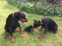 A KALİTE DOBERMAN YAVRULARI