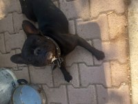 FRENCH BULLDOG 1 YAŞINDA