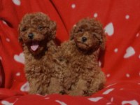 Toy poodle ırkının en güzeli mükemmel yavrular