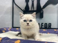 Masmavi Gözleri Top Kafa Blue Point British