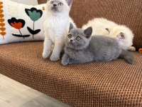 Muhteşem güzellikte british bebekler