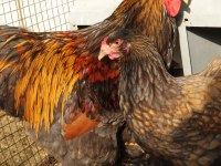 GOLD LACED BRAHMA KULUÇKALIK YUMURTA & CİVCİV