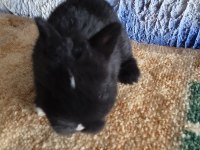 Netherland dwarf Hollanda cücesi tavşan