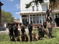 Belçika Malinois Yavrular