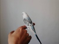 Orjinal teksas muhabbet kuşu