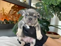 Rengarenk French Bulldog Yavrularım Egzotik