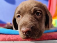 ÜRETİCİDEN A PLUS KALİTE LABRADOR YAVRULAR