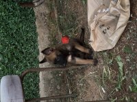 Sağlıklı A kalite belçika kurdu