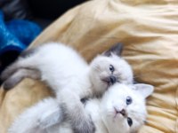 British shorthair kediler