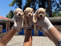 Maltipoo yavrularımız ruhsatlı çiftliğinden
