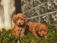 Bebek yüz Orjinal ister Kore ister toy poodle bebekler