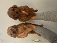 Red toy poodle bebekler