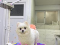 Dişi Pomeranian