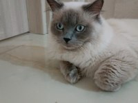 11 aylık kısırlaştırılmamış british longhair erkek kedimiz