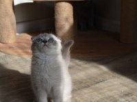 Show Kalite Scottish Fold Blue Point Yavrumuz