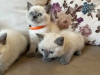 2 aylık yavru british shorthair british blue point